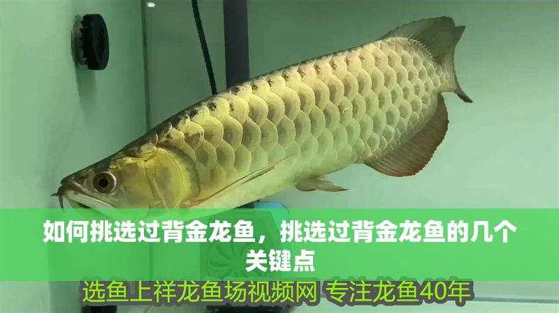 如何挑選過背金龍魚,挑選過背金龍魚的幾個關鍵點 龍魚百科 第2張 如何挑選過背金龍魚,挑選過背金龍魚的幾個關鍵點 如何挑選過背金龍魚,挑選過背金龍魚的幾個關鍵點 龍魚百科 第2張