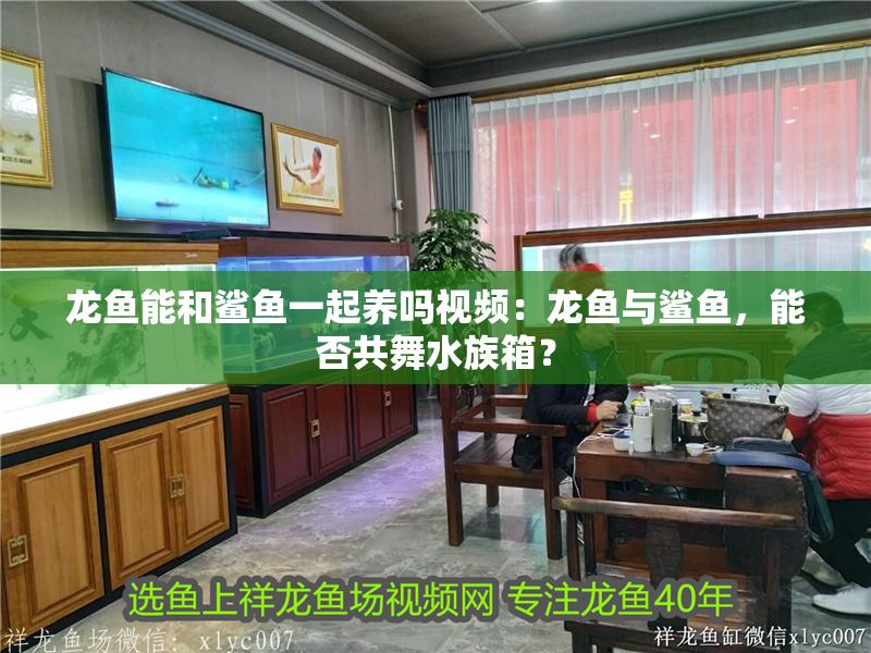 龍魚(yú)能和鯊魚(yú)一起養(yǎng)嗎視頻：龍魚(yú)與鯊魚(yú)，能否共舞水族箱？