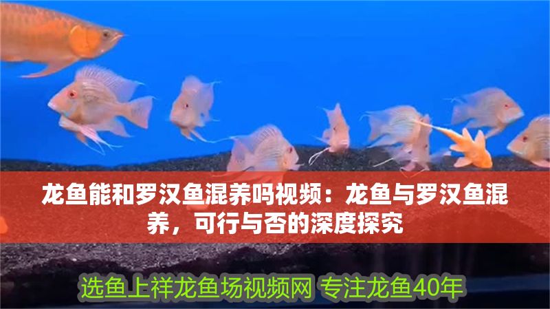 龍魚能和羅漢魚混養(yǎng)嗎視頻：龍魚與羅漢魚混養(yǎng)，可行與否的深度探究