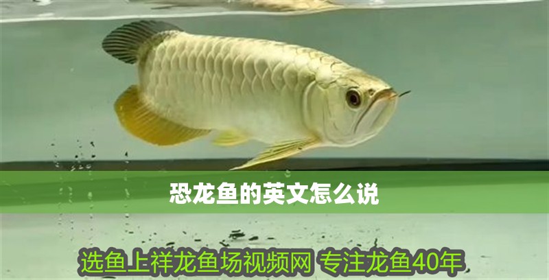 恐龍魚的英文怎么說