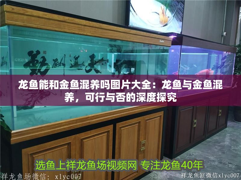 龍魚能和金魚混養嗎圖片大全：龍魚與金魚混養，可行與否的深度探究