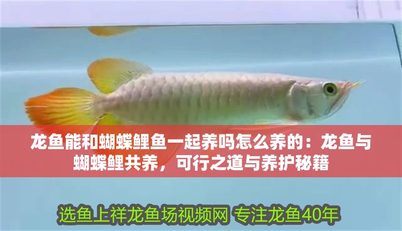 龍魚(yú)能和蝴蝶鯉魚(yú)一起養(yǎng)嗎怎么養(yǎng)的：龍魚(yú)與蝴蝶鯉共養(yǎng)，可行之道與養(yǎng)護(hù)秘籍 龍魚(yú)能和蝴蝶鯉魚(yú)一起養(yǎng)嗎怎么養(yǎng)的：龍魚(yú)與蝴蝶鯉共養(yǎng)，可行之道與養(yǎng)護(hù)秘籍 龍魚(yú)百科 第1張