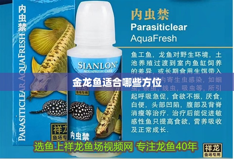 龍魚50公分時應該如何飼養？