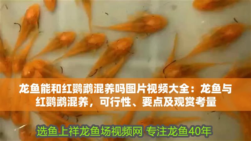 龍魚能和紅鸚鵡混養(yǎng)嗎圖片視頻大全：龍魚與紅鸚鵡混養(yǎng)，可行性、要點及觀賞考量
