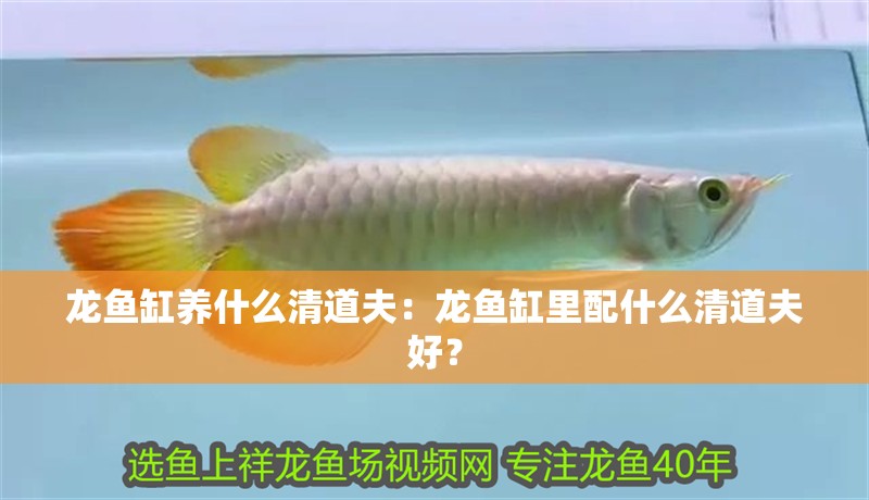 龍魚缸養(yǎng)什么清道夫：龍魚缸里配什么清道夫好？