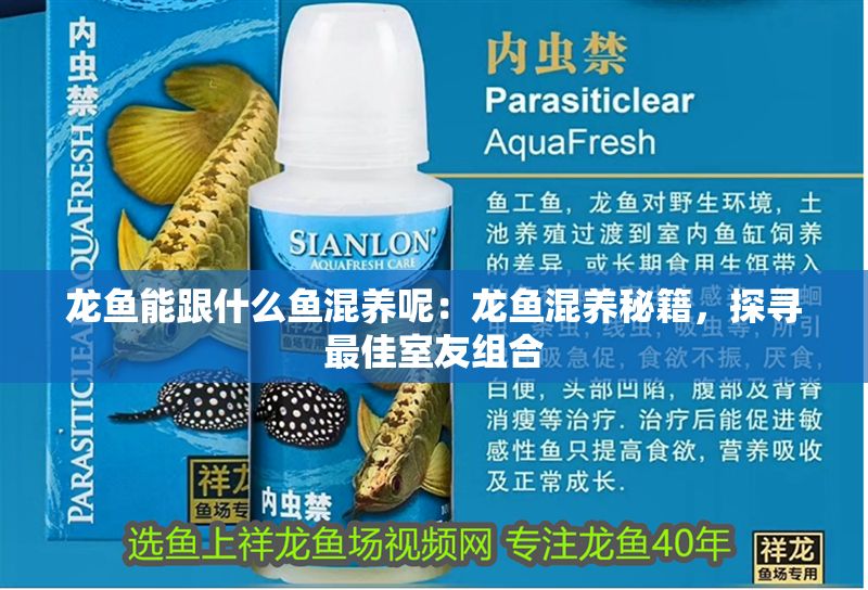 龍魚能跟什么魚混養呢：龍魚混養秘籍，探尋最佳室友組合