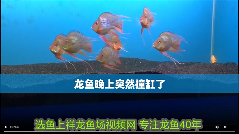 龍魚晚上突然撞缸了
