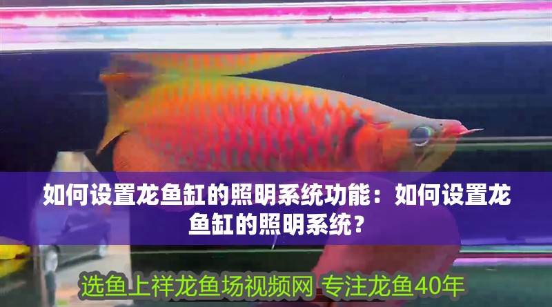 如何設置龍魚缸的照明系統功能：如何設置龍魚缸的照明系統？