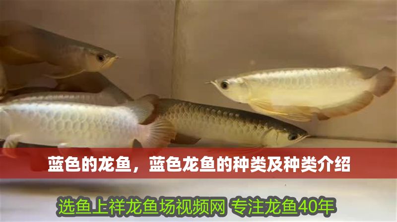 藍色的龍魚，藍色龍魚的種類及種類介紹