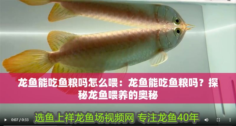 龍魚能吃魚糧嗎怎么喂：龍魚能吃魚糧嗎？探秘龍魚喂養的奧秘