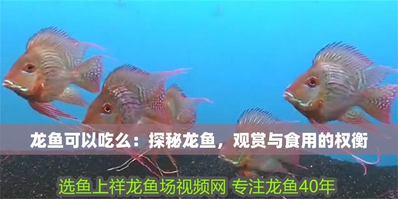 龍魚可以吃么：探秘龍魚，觀賞與食用的權衡