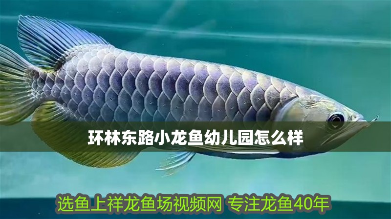 環(huán)林東路小龍魚(yú)幼兒園怎么樣 環(huán)林東路小龍魚(yú)幼兒園怎么樣 龍魚(yú)百科