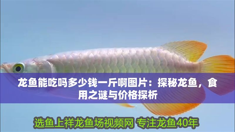 龍魚能吃嗎多少錢一斤啊圖片：探秘龍魚，食用之謎與價格探析
