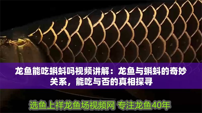 龍魚能吃蝌蚪嗎視頻講解：龍魚與蝌蚪的奇妙關系，能吃與否的真相探尋