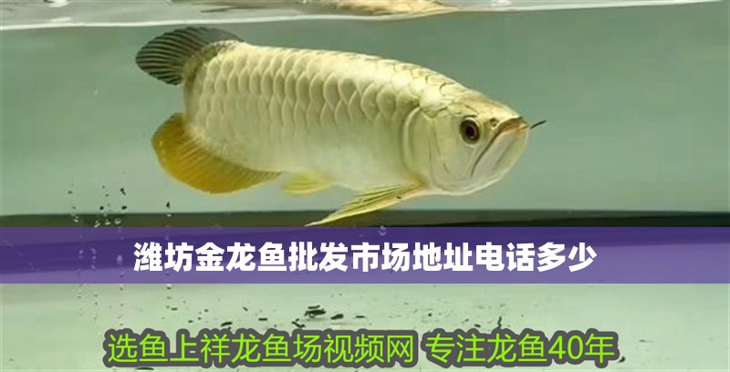 濰坊金龍魚批發(fā)市場(chǎng)地址電話多少