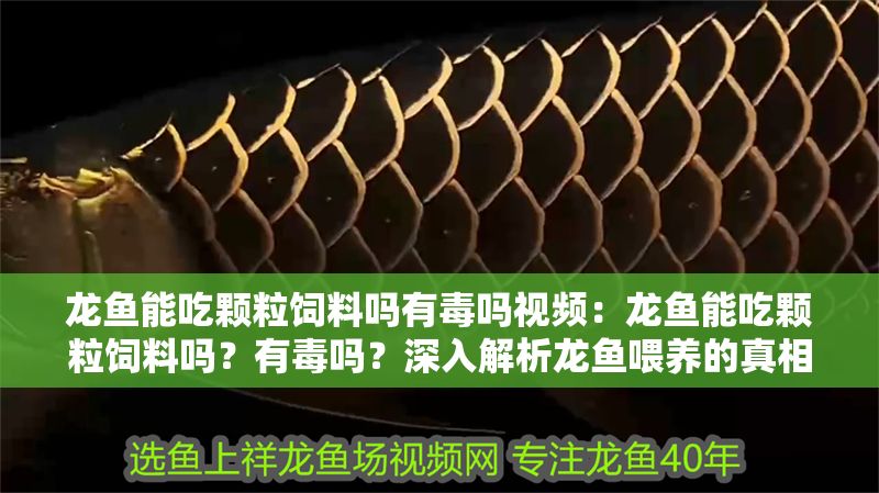 龍魚能吃顆粒飼料嗎有毒嗎視頻：龍魚能吃顆粒飼料嗎？有毒嗎？深入解析龍魚喂養的真相