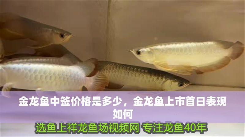 金龍魚中簽價格是多少，金龍魚上市首日表現(xiàn)如何