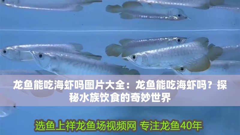 龍魚能吃海蝦嗎圖片大全：龍魚能吃海蝦嗎？探秘水族飲食的奇妙世界