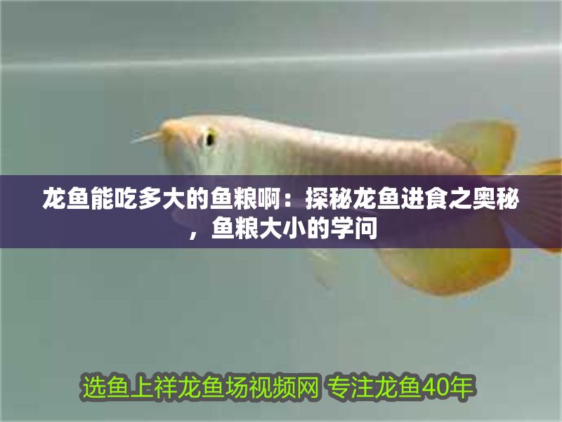 龍魚能吃多大的魚糧?。禾矫佚堲~進(jìn)食之奧秘，魚糧大小的學(xué)問
