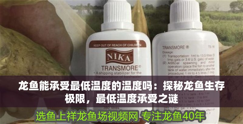 龍魚能承受最低溫度的溫度嗎：探秘龍魚生存極限，最低溫度承受之謎