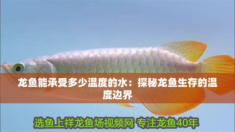 龍魚能承受多少溫度的水：探秘龍魚生存的溫度邊界
