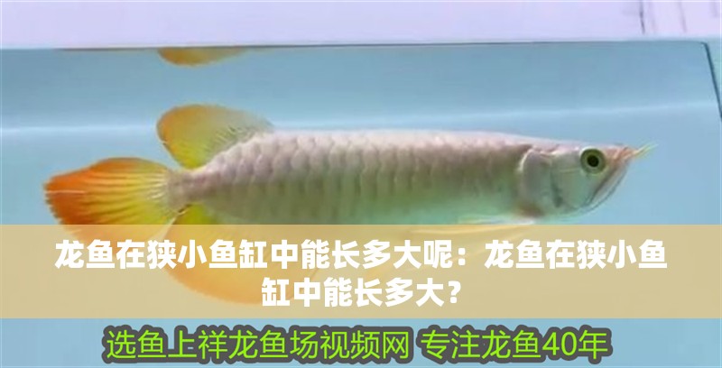 龍魚在狹小魚缸中能長多大呢：龍魚在狹小魚缸中能長多大？