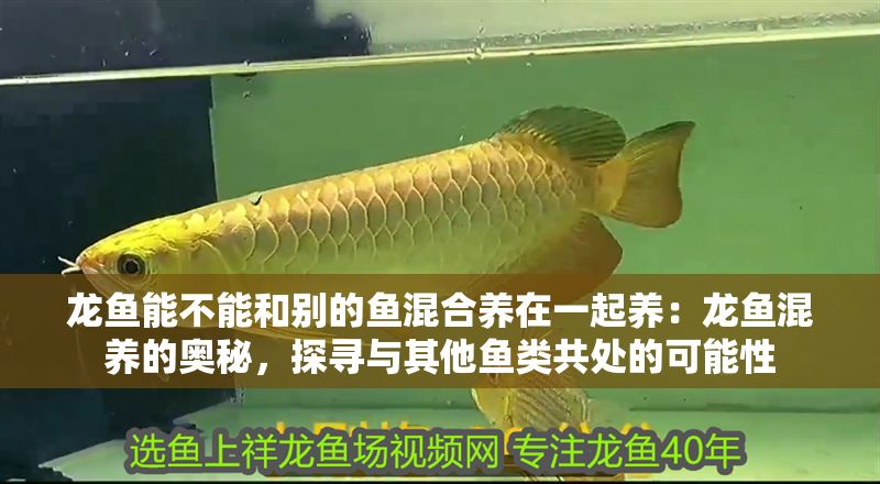 龍魚能不能和別的魚混合養在一起養：龍魚混養的奧秘，探尋與其他魚類共處的可能性
