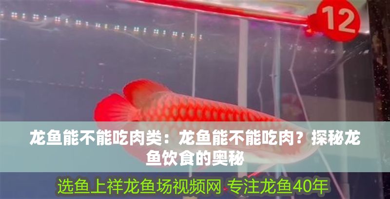 龍魚能不能吃肉類：龍魚能不能吃肉？探秘龍魚飲食的奧秘