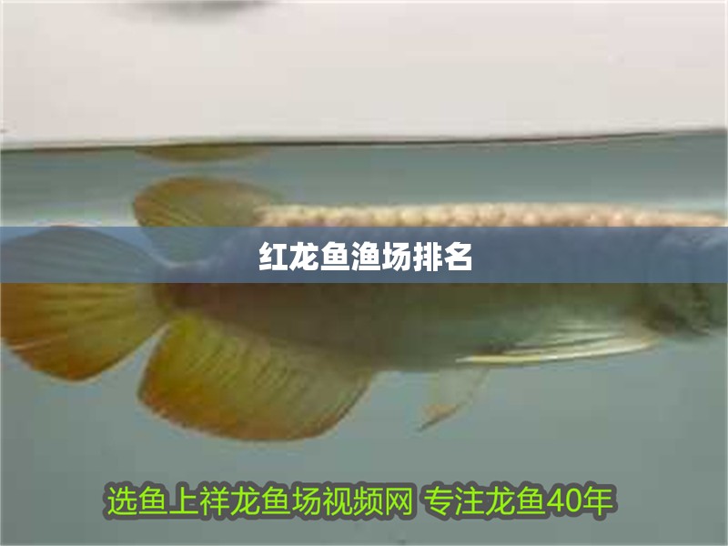 魚缸用增氧泵價格是多少:魚缸增氧機-xtrac增氧機-xtrac增氧機 紅龍魚漁場排名 龍魚百科 紅龍魚漁場排名 紅龍魚漁場排名 龍魚百科