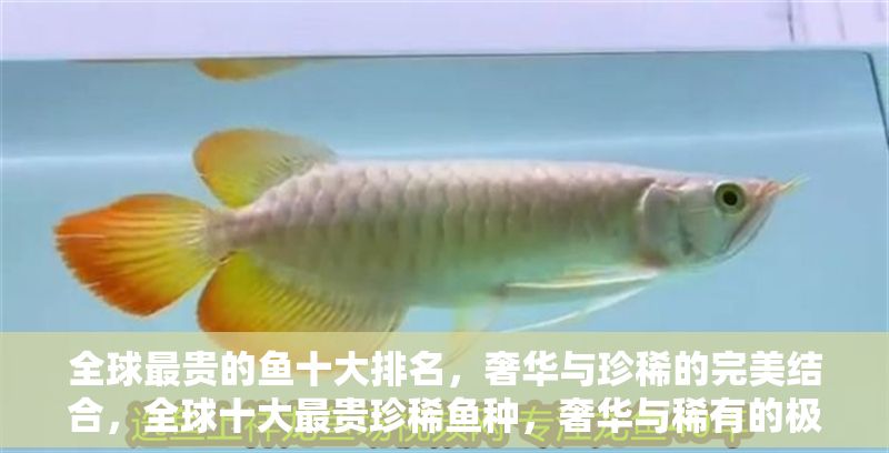 全球最貴的魚十大排名，奢華與珍稀的完美結合，全球十大最貴珍稀魚種，奢華與稀有的極致盛宴