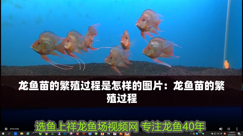 龍魚苗的繁殖過程是怎樣的圖片：龍魚苗的繁殖過程