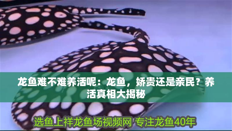 龍魚難不難養活呢：龍魚，嬌貴還是親民？養活真相大揭秘