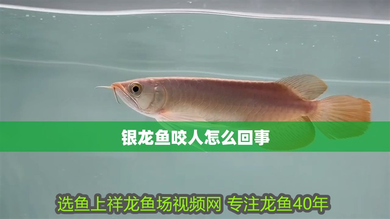 銀龍魚咬人怎么回事