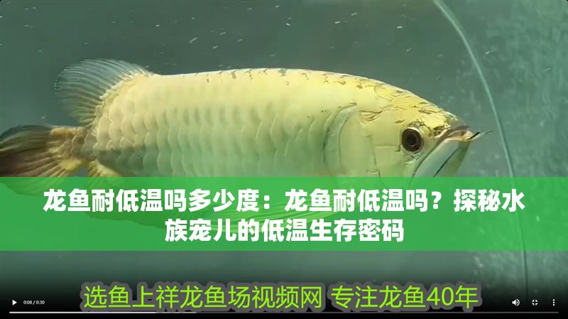 龍魚耐低溫嗎多少度：龍魚耐低溫嗎？探秘水族寵兒的低溫生存密碼