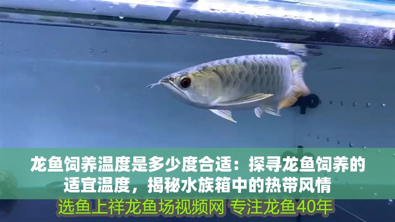 龍魚飼養(yǎng)溫度是多少度合適：探尋龍魚飼養(yǎng)的適宜溫度，揭秘水族箱中的熱帶風(fēng)情
