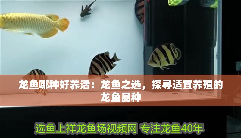 龍魚哪種好養活：龍魚之選，探尋適宜養殖的龍魚品種