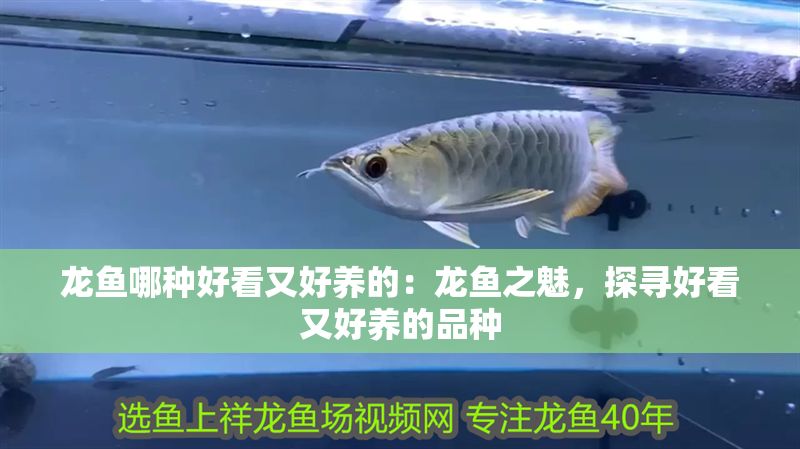 龍魚哪種好看又好養的：龍魚之魅，探尋好看又好養的品種