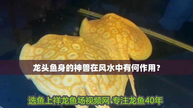 龍頭魚身的神獸在風水中有何作用？