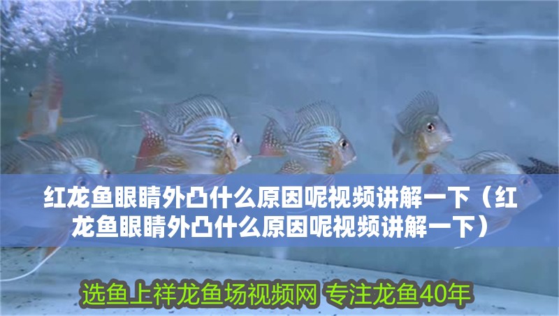 紅龍魚(yú)眼睛外凸什么原因呢視頻講解一下（紅龍魚(yú)眼睛外凸什么原因呢視頻講解一下）