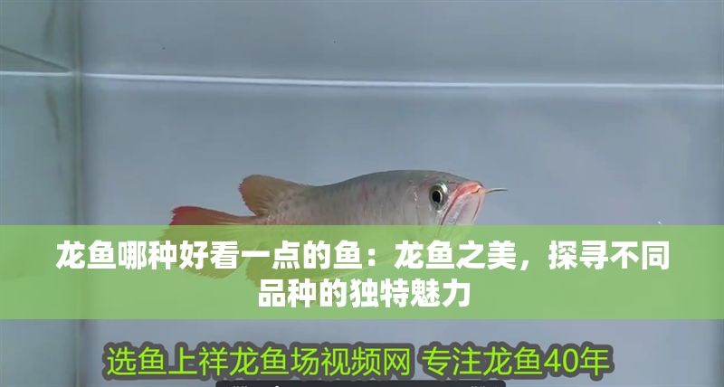 龍魚哪種好看一點的魚：龍魚之美，探尋不同品種的獨特魅力