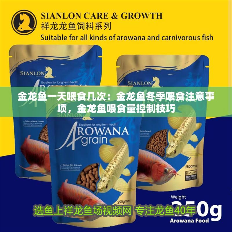 金龍魚一天喂食幾次：金龍魚冬季喂食注意事項，金龍魚喂食量控制技巧