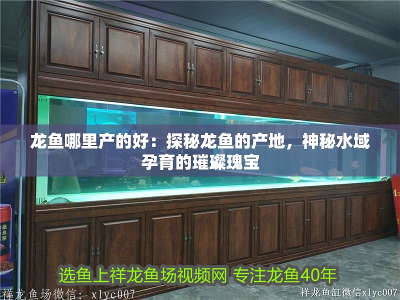 龍魚哪里產的好：探秘龍魚的產地，神秘水域孕育的璀璨瑰寶