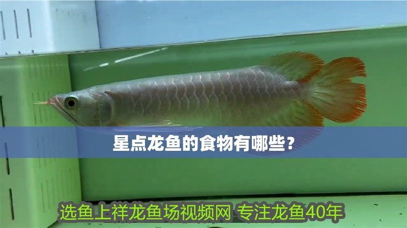 星點龍魚的食物有哪些？