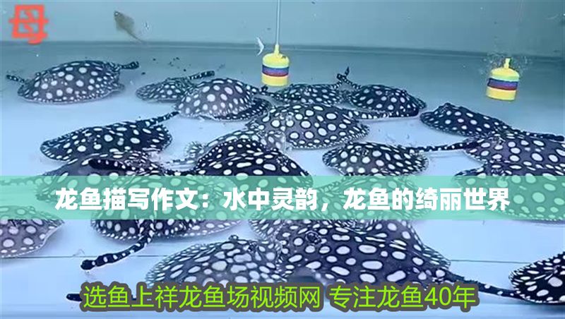 龍魚描寫作文：水中靈韻，龍魚的綺麗世界