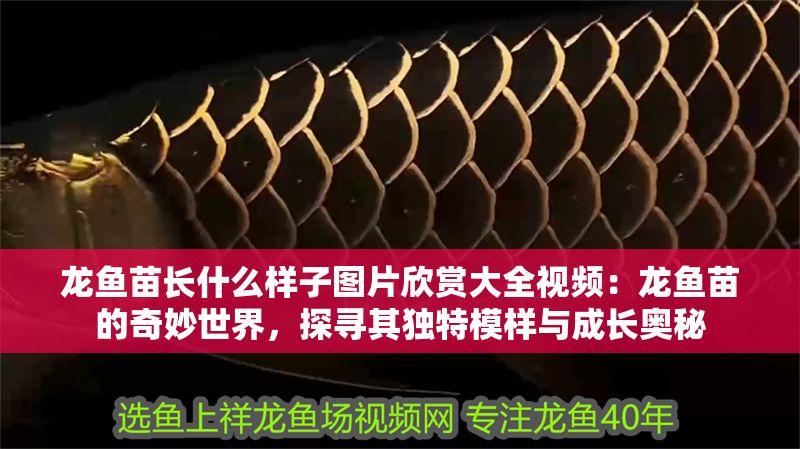 龍魚苗長什么樣子圖片欣賞大全視頻：龍魚苗的奇妙世界，探尋其獨特模樣與成長奧秘