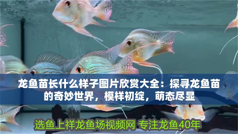 龍魚苗長什么樣子圖片欣賞大全：探尋龍魚苗的奇妙世界，模樣初綻，萌態盡顯