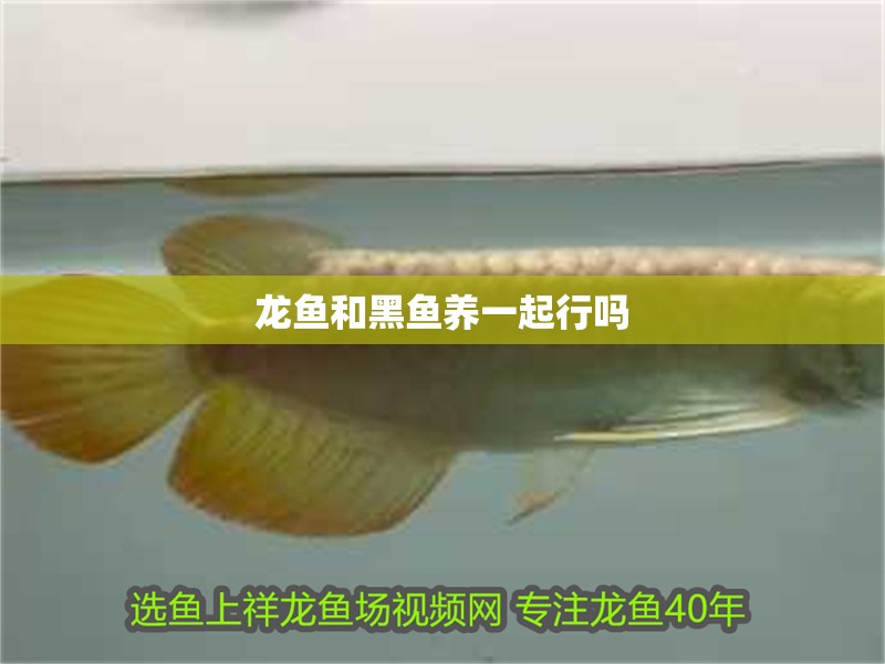 龍魚和黑魚養一起行嗎