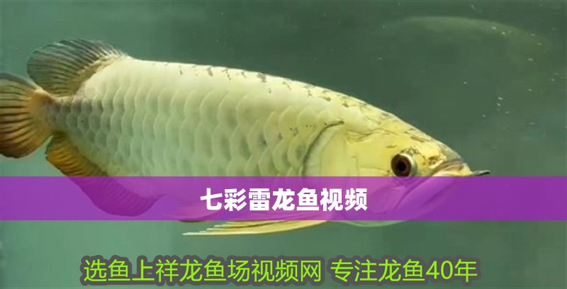 七彩雷龍魚視頻