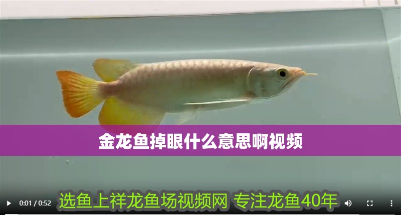金龍魚掉眼什么意思啊視頻 金龍魚掉眼什么意思啊視頻 龍魚百科