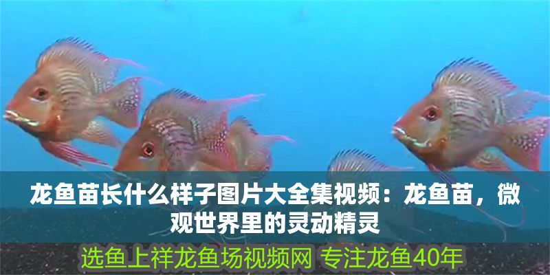 龍魚苗長什么樣子圖片大全集視頻：龍魚苗，微觀世界里的靈動(dòng)精靈